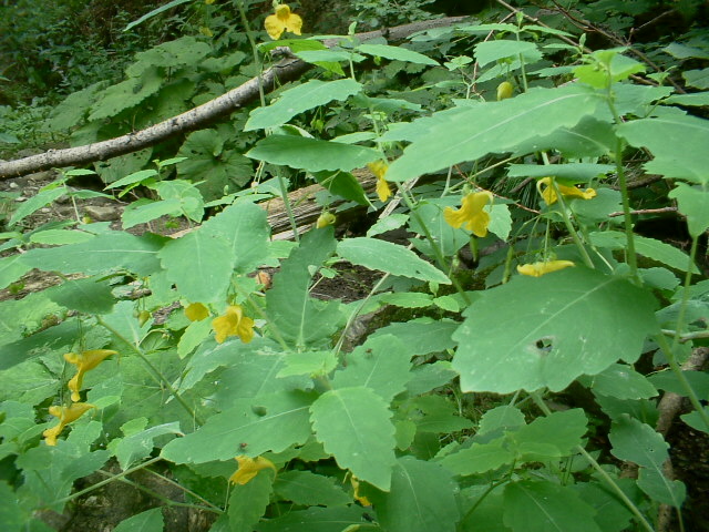 Impatiens glandulifera,balfourii,nolitangere,daphne mezereum